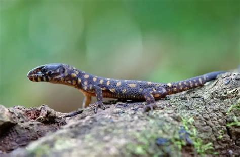 yellow spotted lizard|Yellow Spotted Lizard – Species Description .